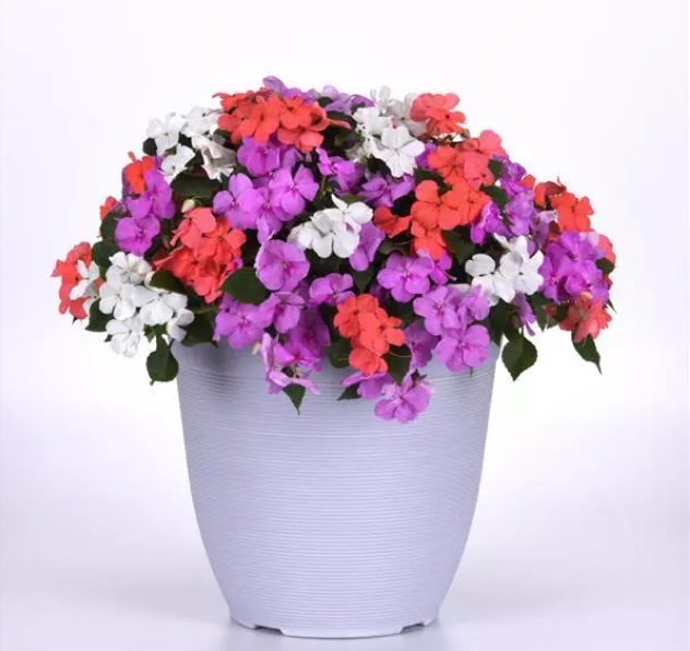 Impatiens beacon Pearl Island mixture 20 semien